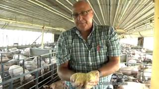 Drought Destroys Corn Crop: Global Ripple Effect