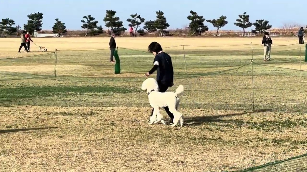 ＪＫＣ大阪クラブ訓練競技会