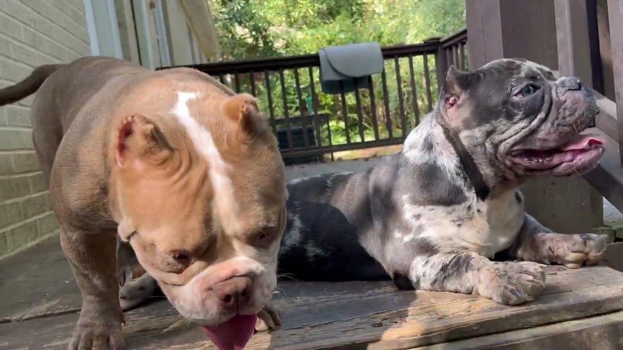 VLone Live Breeding With A Pocket Bully Female ‼️ YouTube