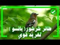 طائر شرشور تغريد قوي
