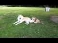 Akita baby playing with her mother furinkazan breeder in belgium