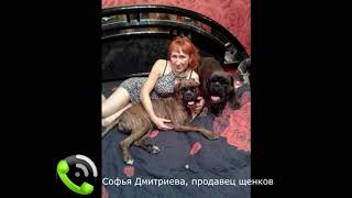 Как заводчики собак "лечат" покупателей щенков Как заводчики собак "лечат" покупателей щенков