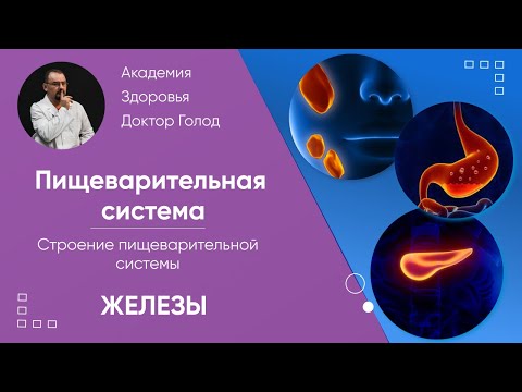 Железы пищеварительной системы - печень и поджелудочная железа. Их строение и функция.