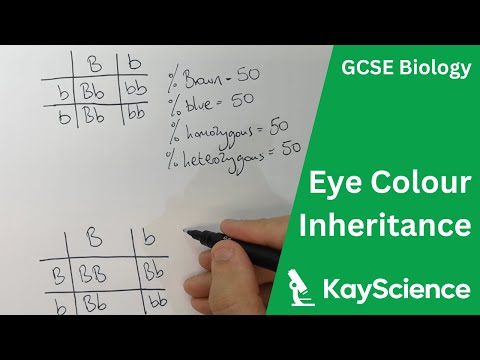 Video: Ar mėlynos akys yra genotipas?