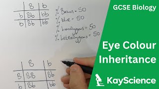 GCSE Biology – Eye Colour Inheritance (Bb Genetics)