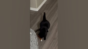 Adopted cats first catnip toy!