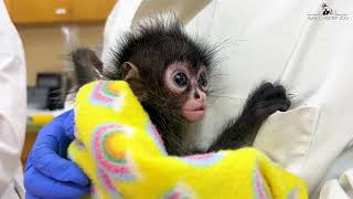 Spider Monkey Orphans Wealth
