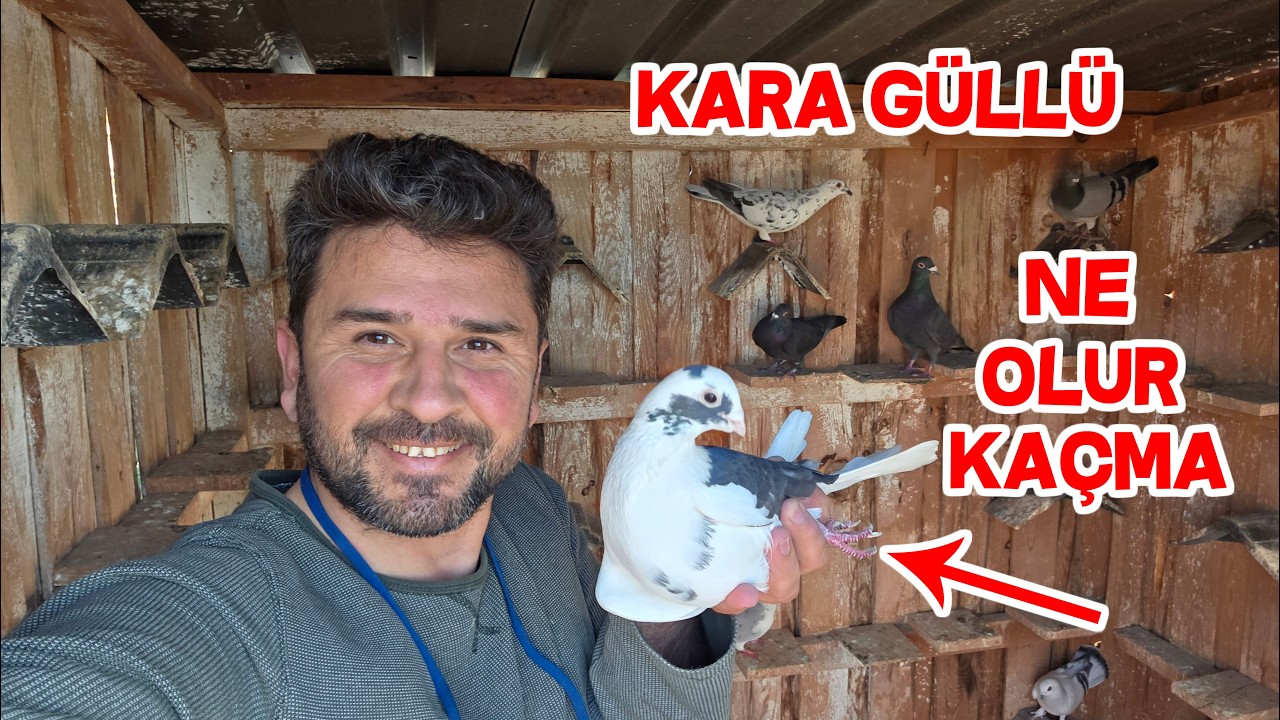 Hediye Güvercinlerin Kanadını Açtım Direk Uçurdum