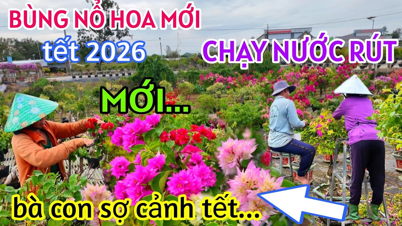 CHẠY NƯỚC RÚT LỘ DIỆN NHIỀU MẪU HOA GIẤY MỚI TOANH GIÁ RẺ CHỜ KHÁCH MUA LÀNG HOA GIẤY TÂN DƯƠNG 2026
