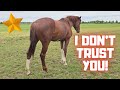 I don&#39;t trust you!! Rising Star⭐ has a wound | Big Hester news!! | Friesian Horses