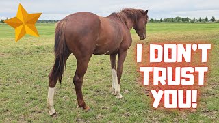 I don't trust you!! Rising Star⭐ has a wound | Big Hester news!! | Friesian Horses