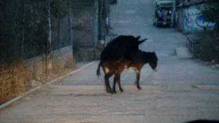 Burros Cochinos De Olinala Burros Cochinos De Olinala