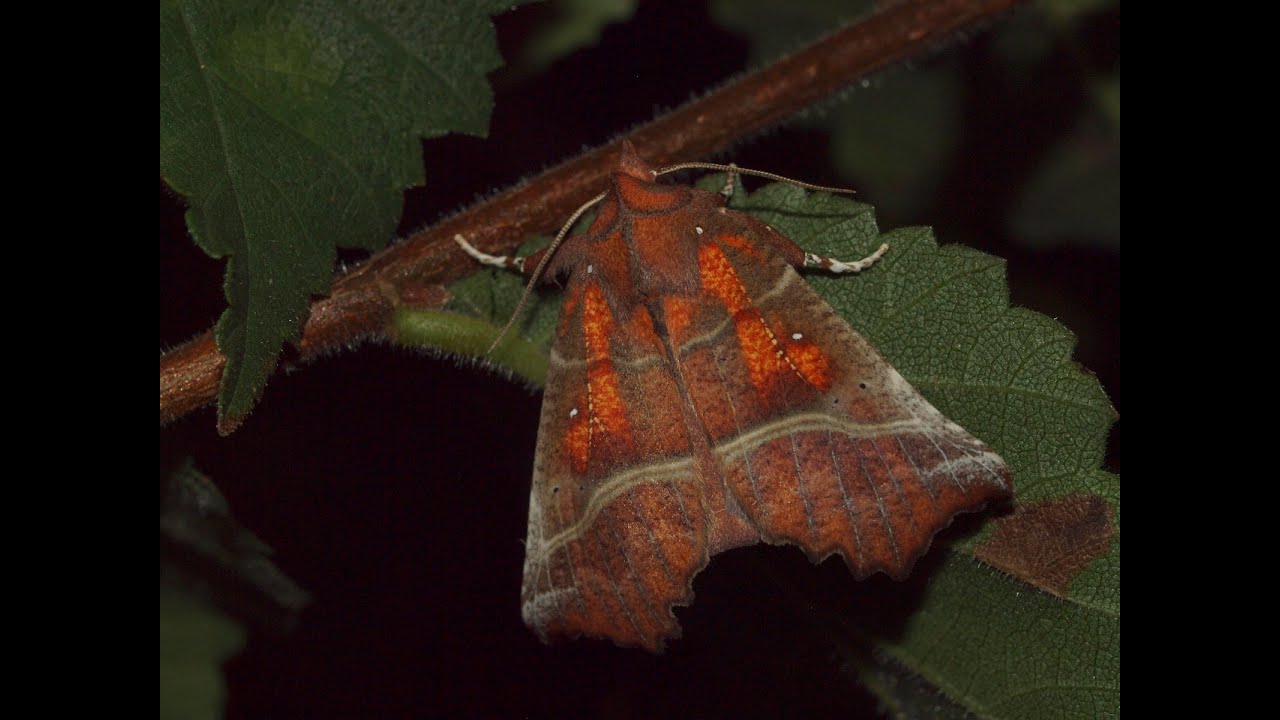 Scoliopteryx libatrix (Herald) moth hovering around flowering Rubus fruticosus