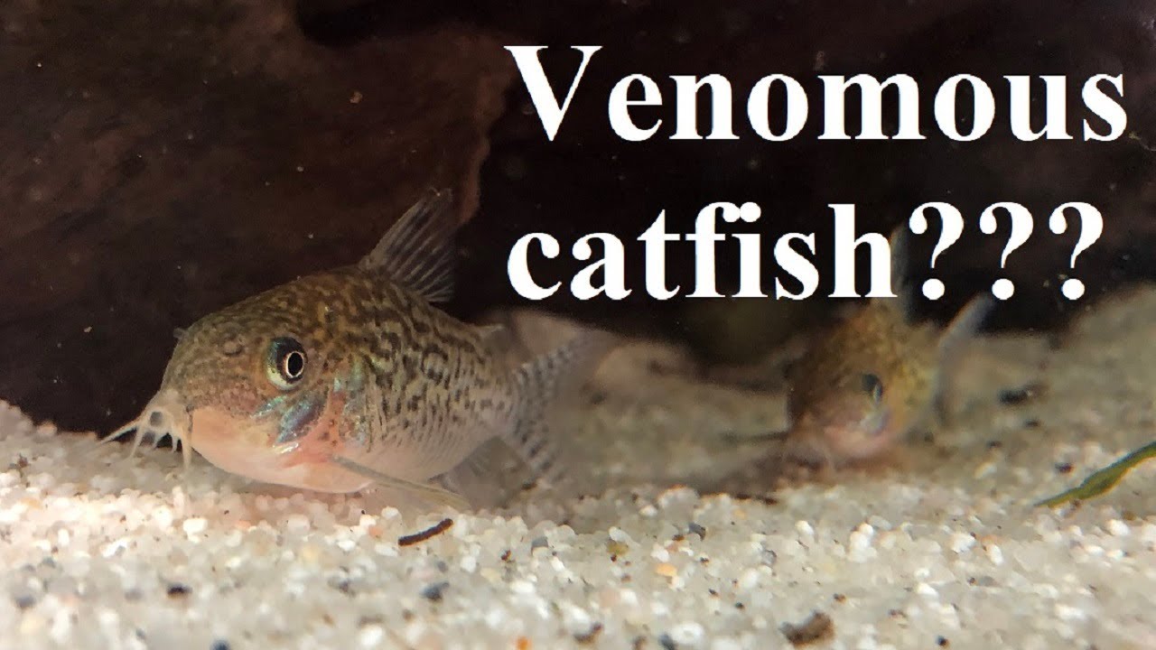 Is my catfish venomous?? Corydoras, Synodontis etc. 