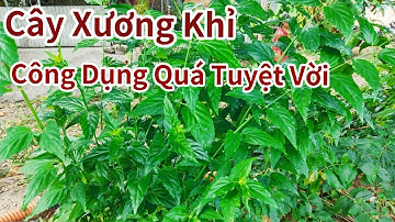 Cây Xương Khỉ Có Công Dụng Không Ngờ Trong Đông Y
