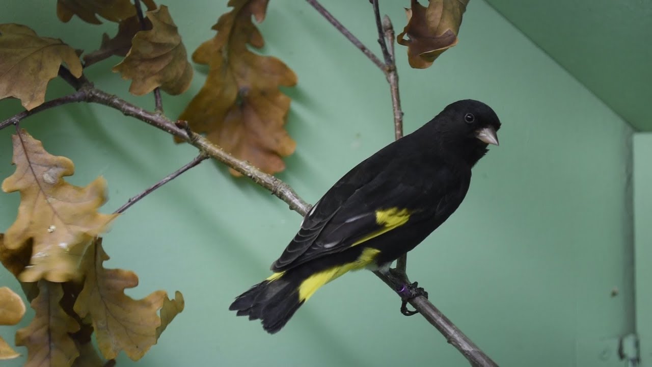 Cardueliden Stammtisch Schwäbisch Gmünd.To meet cardueliden.Per incontrare cardueliden.Bird watch