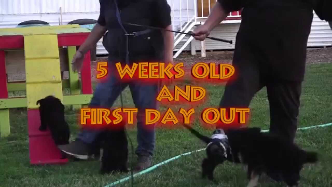 Wolfgang The Expert Dog Training GSD Puppies Working line