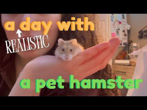 a day with a pet hamster (& update)