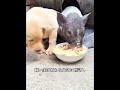 子犬と母豚の異色コンビ！引き離されても寄り添う、愛の形が尊すぎる#犬 #動物世界 #動物 #面白い #funny