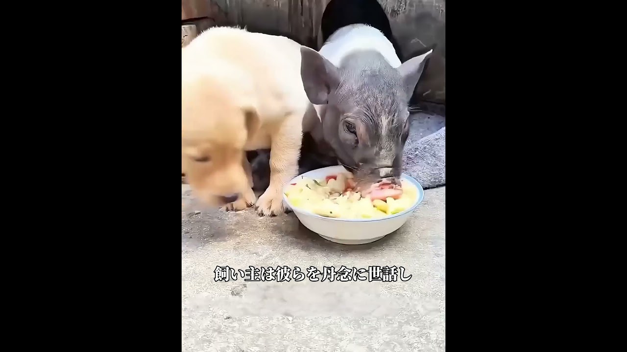 子犬と母豚の異色コンビ！引き離されても寄り添う、愛の形が尊すぎる#犬 #動物世界 #動物 #面白い #funny