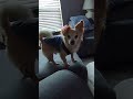 I'm ready for my walk! #piano #dog #doglife #cozy