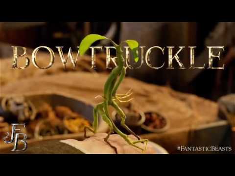 Fantastic Beasts and Where to Find Them - Bowtruckle - YouTube