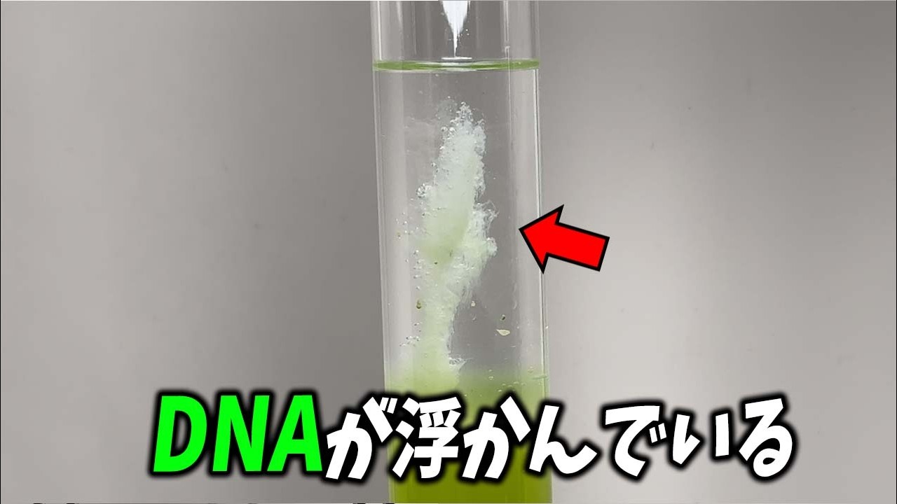 【閲覧注意】実際のDNAをお見せします！