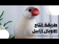 كيفية انتاج الاوبال ازابيل بالجاوا فينش جاوا فينش