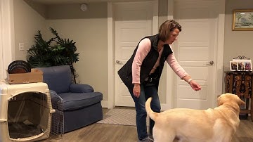 6.1 Stimulus Control - Session 3