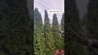 Чистка туй #українськийютуб