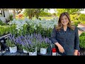 Planting Colorful Perennial Phlox &amp; Veronica! 💜🤍💚 // Garden Answer