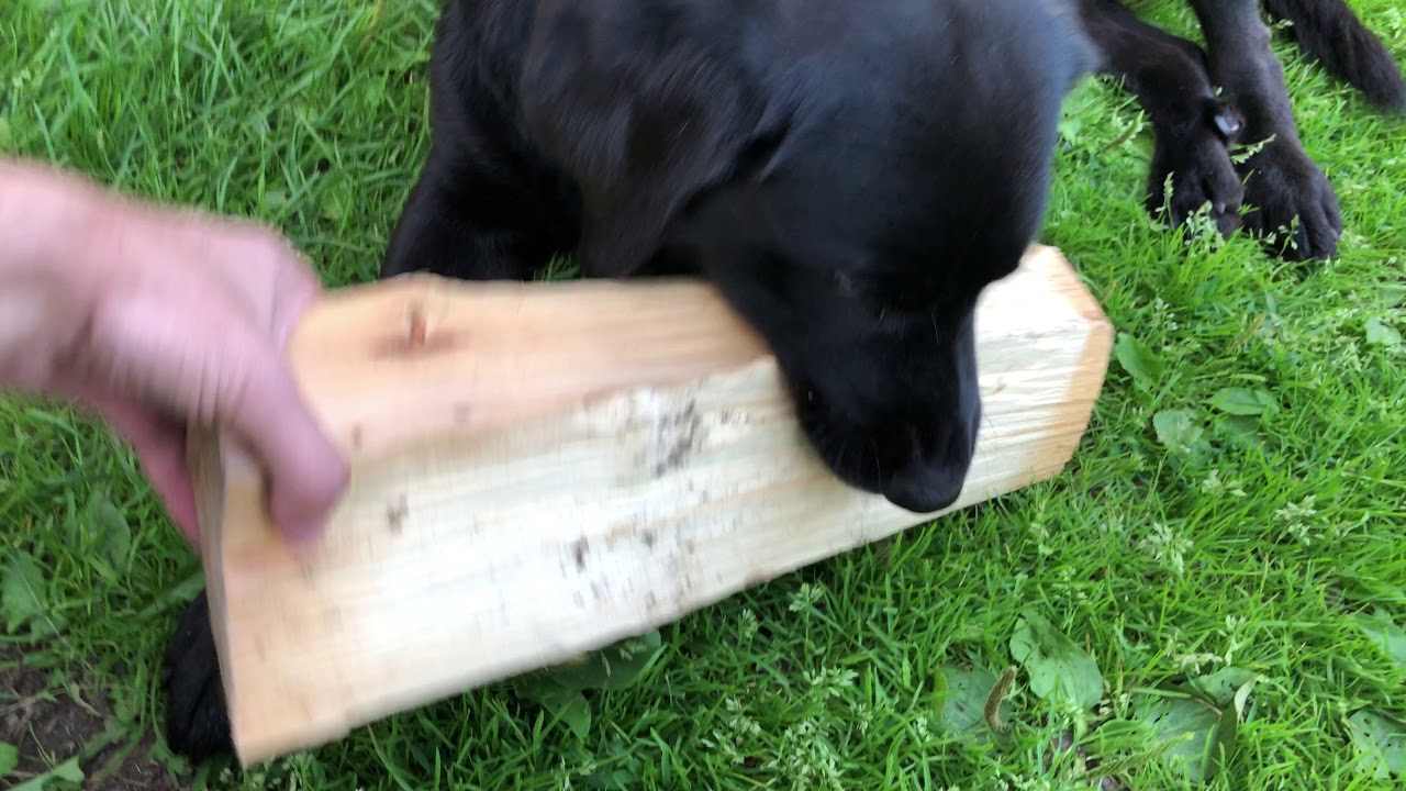 Отдай бревно! Лабрадор забрал бревно для растопки