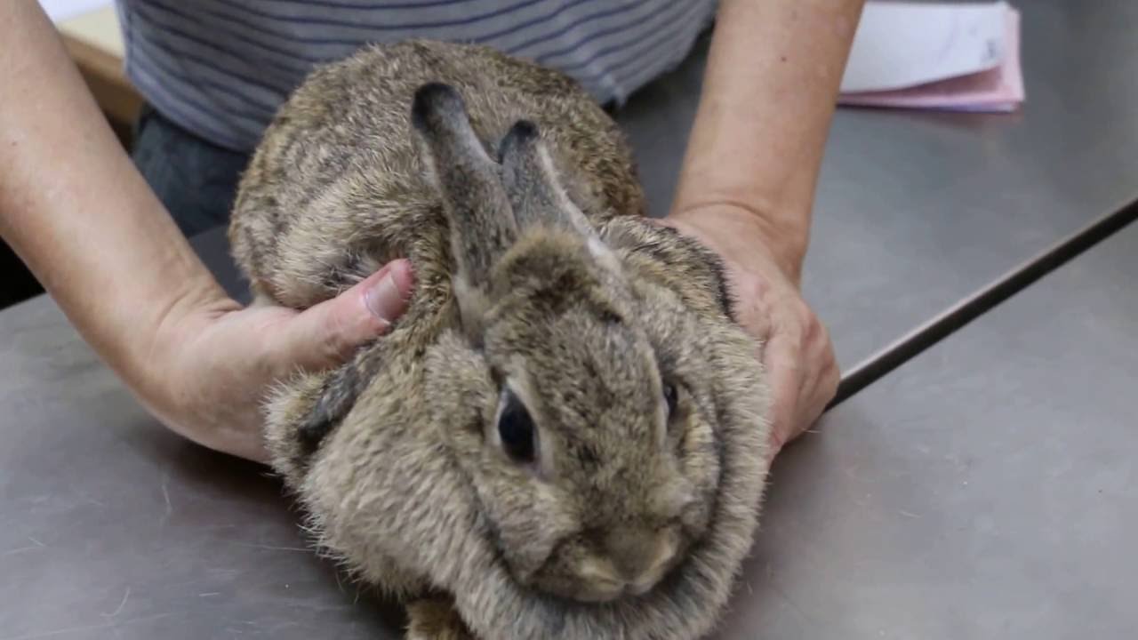 A 3yearold rabbit has ear tip growths YouTube