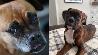 Keeping A Promise To My First Dog Keeping A Promise To My First Dog