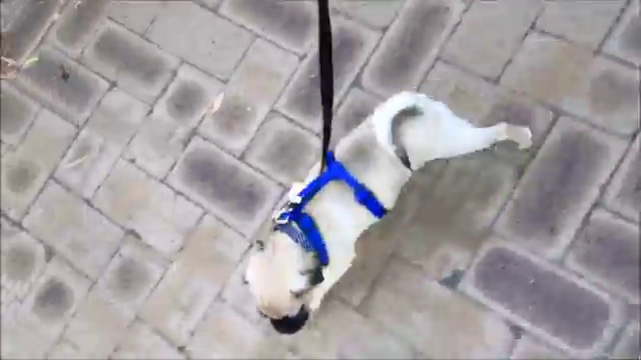 Puggle Log - Week 10