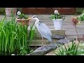 Grey Heron fishing and taking a plunge in the pond!