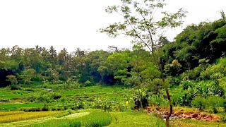 pemandangan sawah yang indah, menyejukan mata, cinematic sawah
