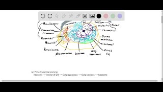 The movements of newly synthesized proteins can be followed through cells using a pulse-chase exp…