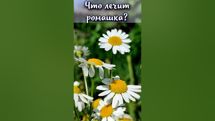 Что лечит лечебная ромашка? #shorts