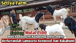 Download Lagu 2500...!!JANTAN BERKERANDAH DAN BETINA GRATIS ONGKIR SE JAWA KAMBING PE KALIGESING MP3 Download Lagu 2500...!!JANTAN BERKERANDAH DAN BETINA GRATIS ONGKIR SE JAWA KAMBING PE KALIGESING MP3