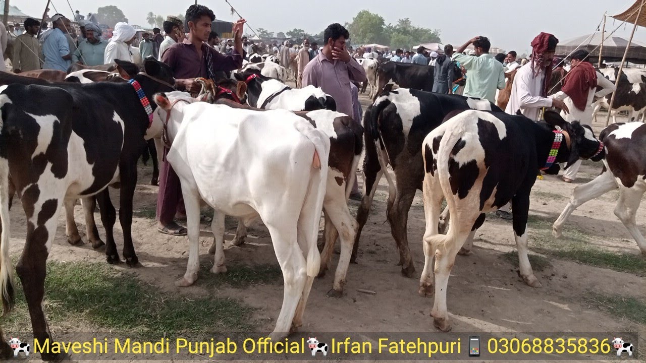 Friesian Cows Jersey Cows For Sale Best Price in Cow Mandi Bakra