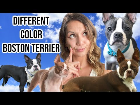 Video: Boston Terrier Coat Culori: Totul despre rasa