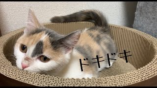 爪とぎサークルを堪能する？我が家の猫、とんとろ。