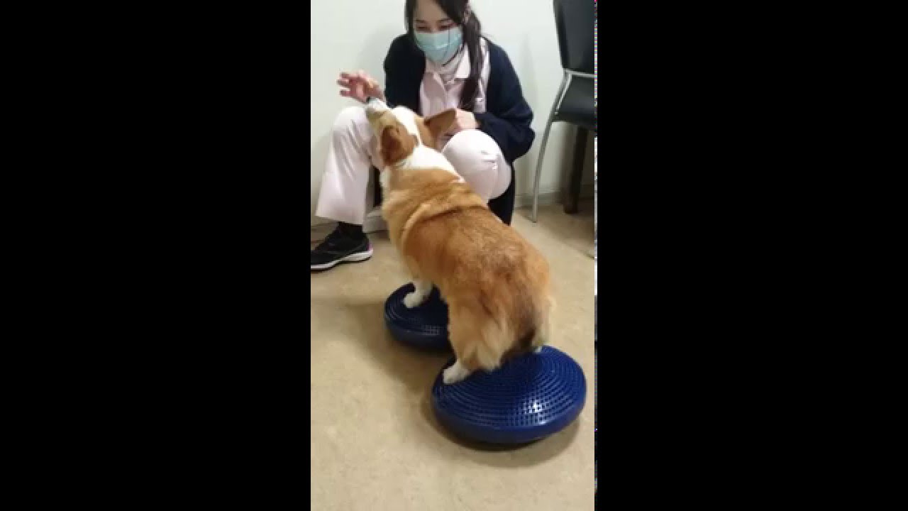 わんにゃんブログ きょうわ動物病院next わんにゃんブログ きょうわ動物病院next