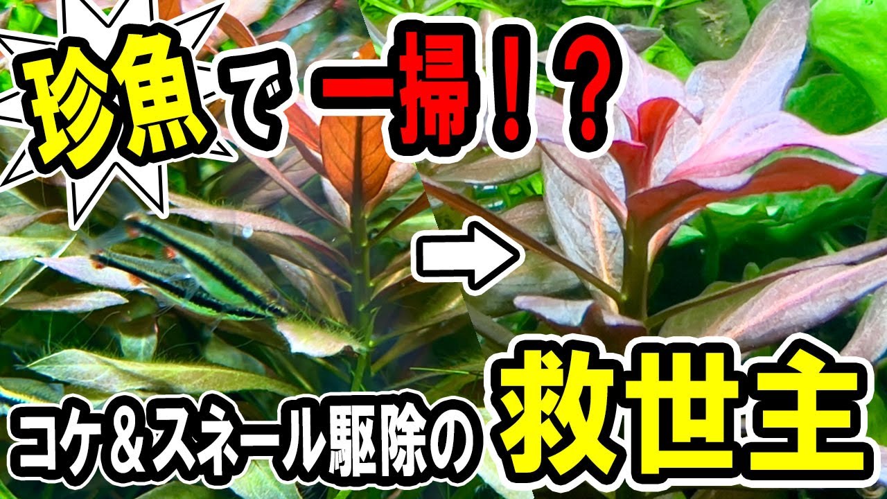 知らずに損してる！水槽を守るメンテナンス珍魚10選【淡水魚 アクアリウム】