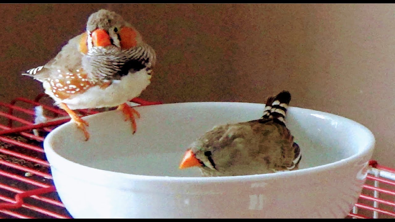 Zebra Finch Birds Bathing & Enjoying YouTube