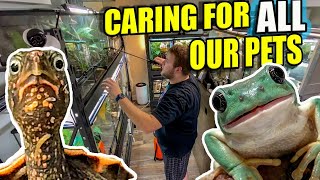 OUR DAILY REPTILE ROOM ROUTINE!!