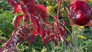 Haleardi, Best Red Leaf Plum Taste Test.