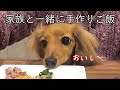 【元保護犬】家族三人で同じご飯を食べる幸せ【カニンヘンダックス えびすの美味しい日常】