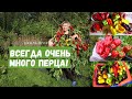 Перца будет много всегда, если соблюдать эти правила! / Выращивание перца от и до